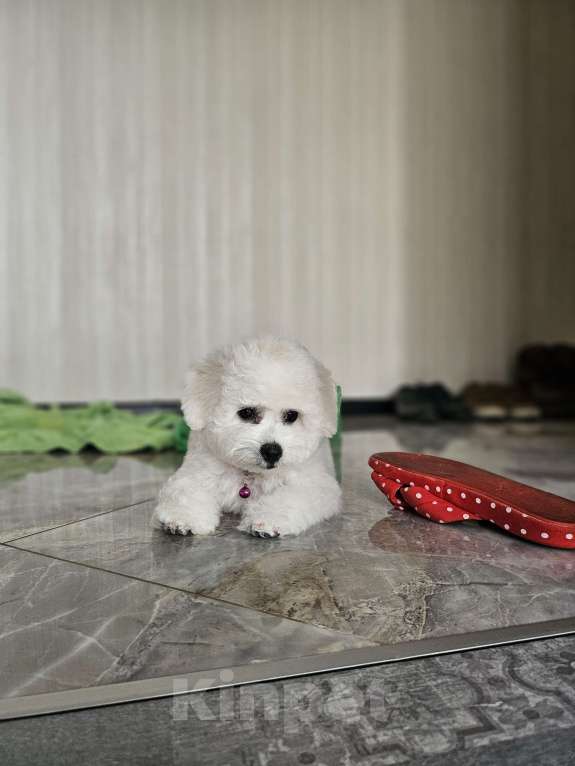 Собаки в Волжском: Алиссия Девочка, 150 000 руб. - фото 4