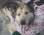 Собаки в Москве: Обаятельный и привлекательный добряк! Мальчик, Бесплатно - фото 3