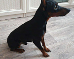 Собаки в Салавате: Вязка цвергпинчер, 3 000 руб. - фото 2
