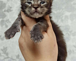Кошки в Ливны: Шикарные котята мейн кун, 40 000 руб. - фото 3