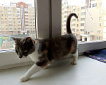 Кошки в Москве: Мура в добрые руки Девочка, Бесплатно - фото 2