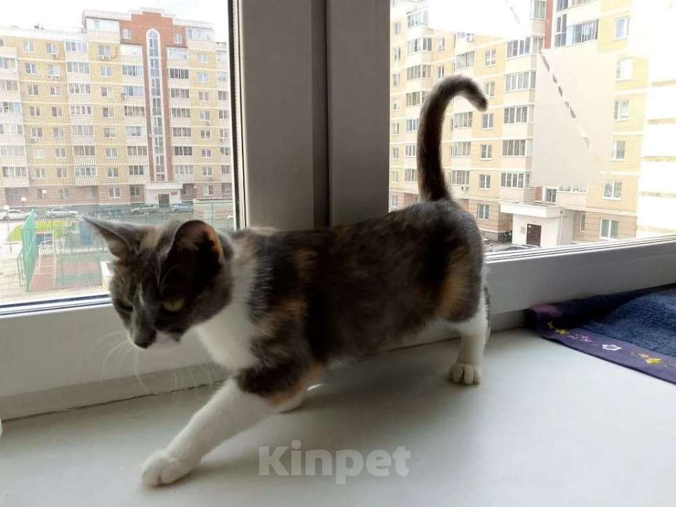 Кошки в Москве: Мура в добрые руки Девочка, Бесплатно - фото 2