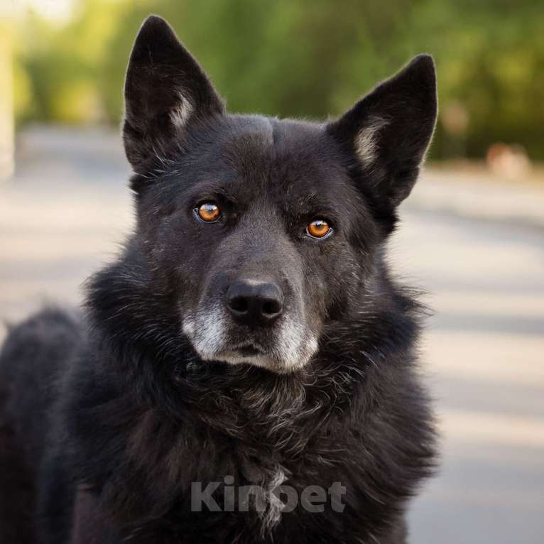 Собаки в Москве: Очень умный пёс-компаньон Мальчик, Бесплатно - фото 6