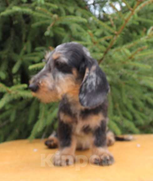 Собаки в Москве: Щенки таксы миниатюрной/кроличьей жш Мальчик, 45 000 руб. - фото 2