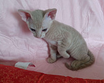 Кошки в Артеме: Котёнок Девочка, 5 000 руб. - фото 2
