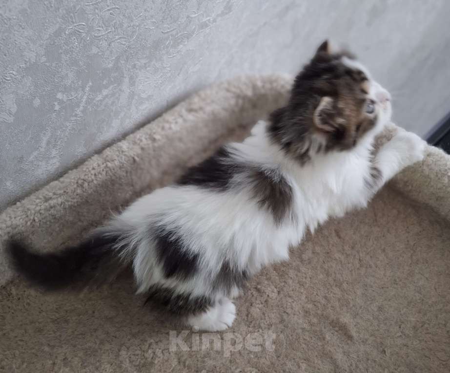 Кошки в Ярославле: Шотландский длинношерстный малыш Мальчик, 35 000 руб. - фото 6