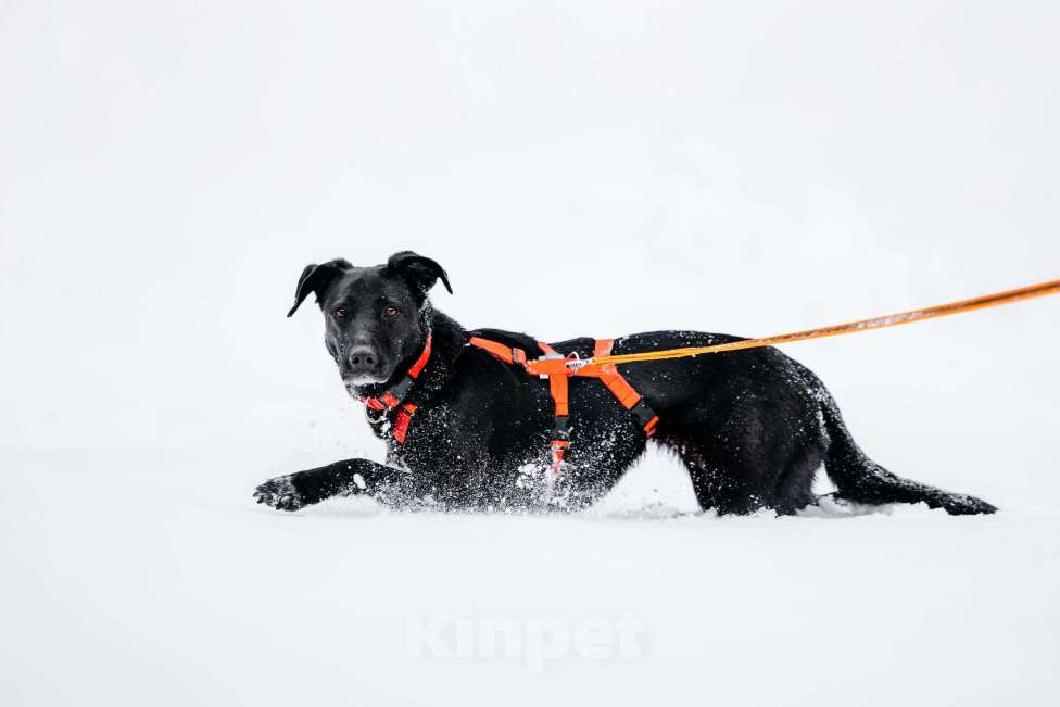 Собаки в Москве: Ваниль в поисках своей семьи! Девочка, Бесплатно - фото 3