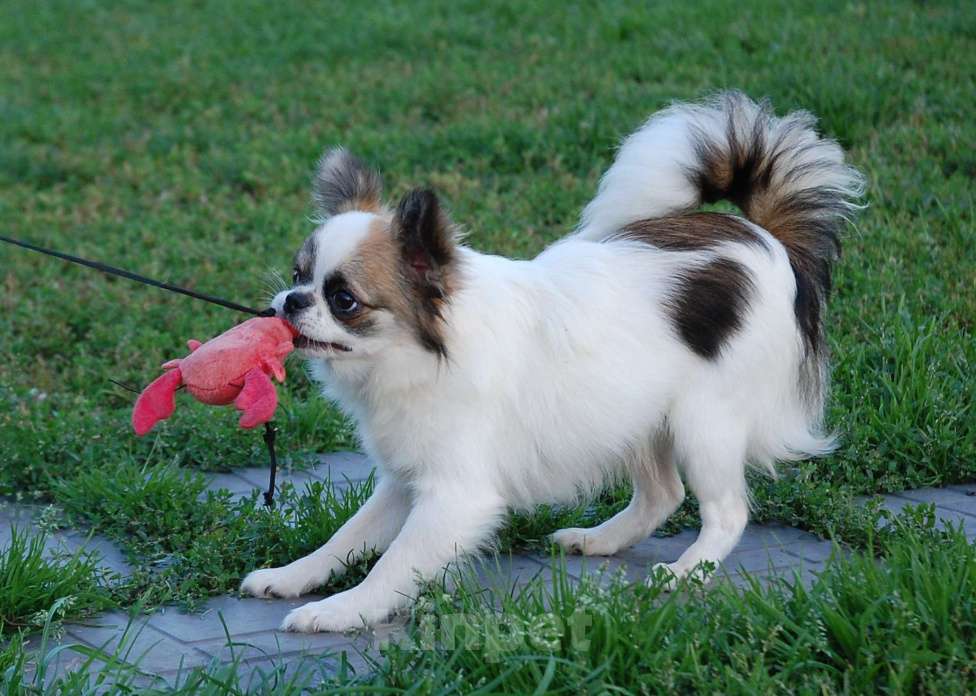 Собаки в Москве: Мальчик подросток Мальчик, 15 000 руб. - фото 7