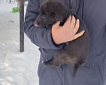 Собаки в Красногорске: Щенок Трюфель 1,5 месяца ищет дом  Мальчик, Бесплатно - фото 3