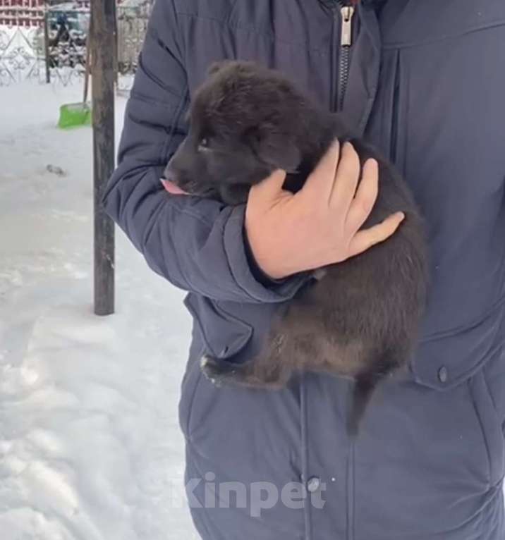 Собаки в Красногорске: Щенок Трюфель 1,5 месяца ищет дом  Мальчик, Бесплатно - фото 3