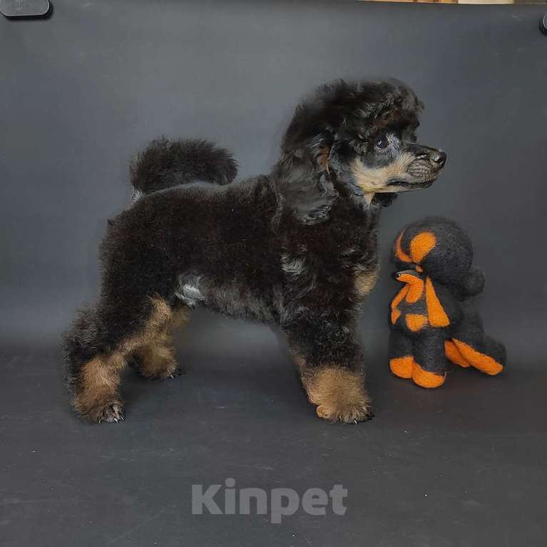 Собаки в Долгопрудном: Пуделя щенок мниатюрный черно-подпалый фантом мальчик ЭЙВЕРИ Мальчик, 120 000 руб. - фото 1