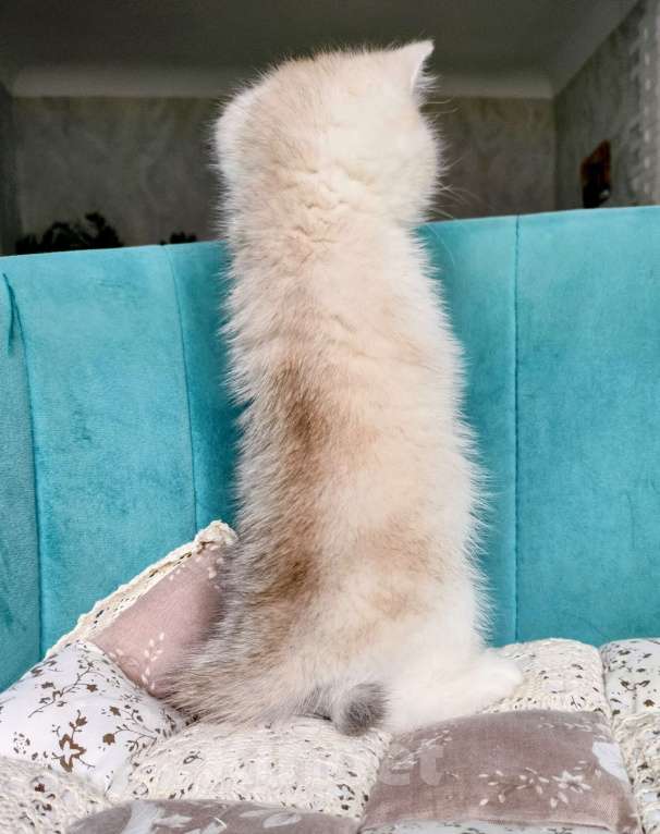 Кошки в Воронеже: Серебристая шиншилла Девочка, 35 000 руб. - фото 6