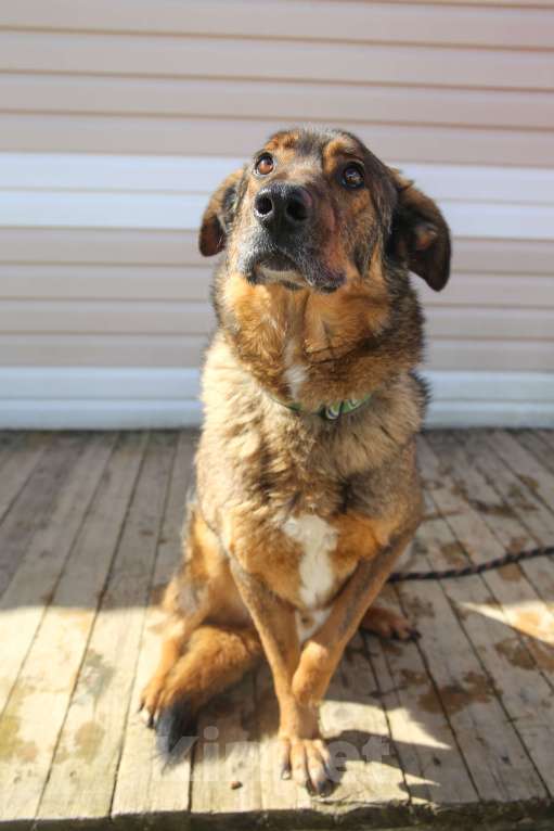 Собаки в Москве: Особенный пес Валик живет в приюте много лет, все еще ждет Мальчик, Бесплатно - фото 2
