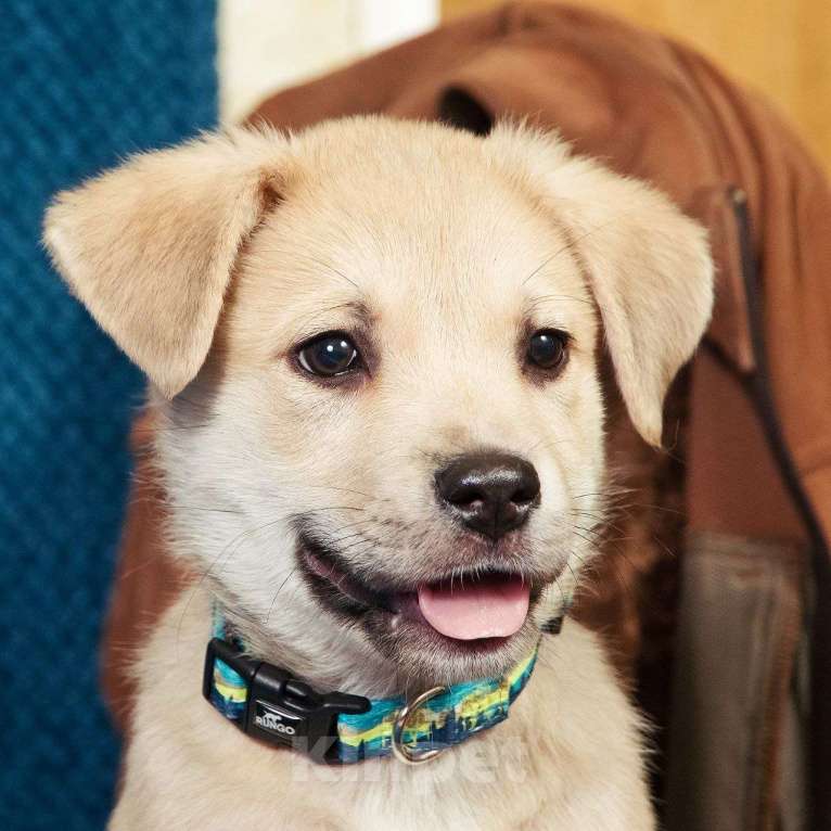 Собаки в Москве: Трогательные щеночки (3 мес.) срочно ищут дом Девочка, Бесплатно - фото 5