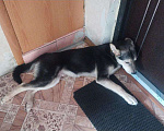 Собаки в Комсомольске-На-Амуре: Собака в добрые руки  Мальчик, Бесплатно - фото 3