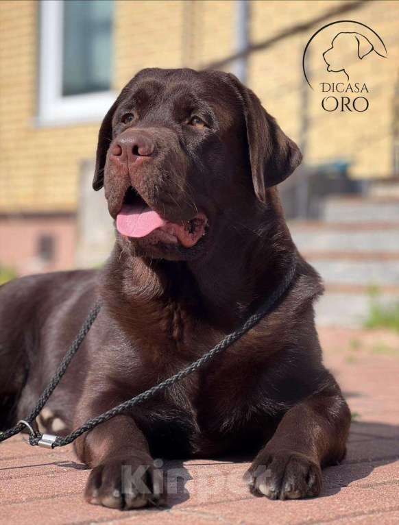 Собаки в Люберцах: Элитный щенок ЛАБРАДОРА- РЕТРИВЕРА девочка Brava Fortuna Agremia - (удачливая Агремия Девочка, 100 000 руб. - фото 4