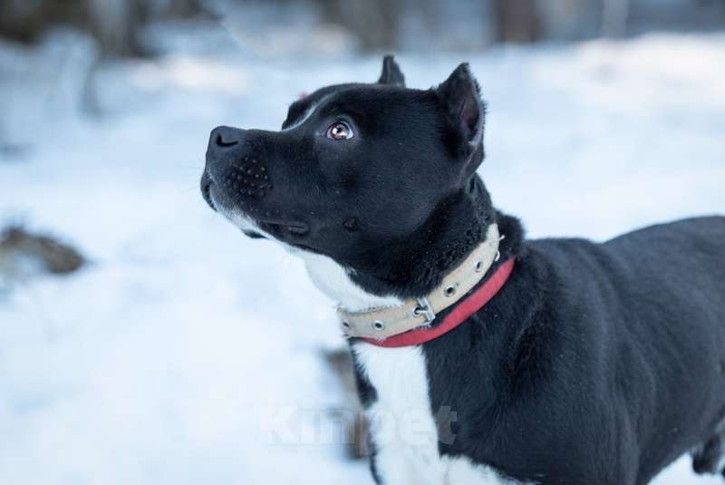 Собаки в Москве: Питбуль Пит в добрые руки Мальчик, Бесплатно - фото 4