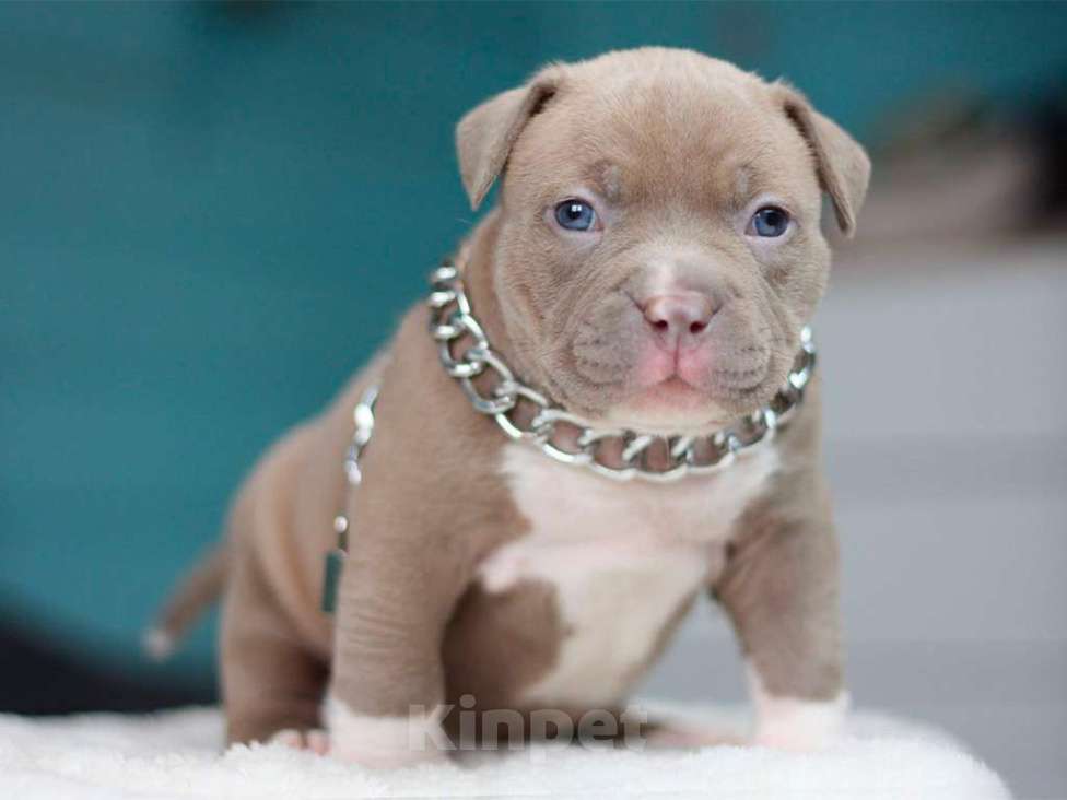 Собаки в Москве: Американский булли покет Девочка, 250 000 руб. - фото 1