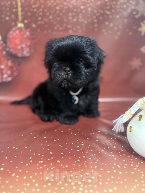 Собаки в Смоленске: Малыши ши тцу Мальчик, 40 000 руб. - фото 1