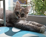 Кошки в Москве: Котенок в добрые руки Девочка, Бесплатно - фото 2