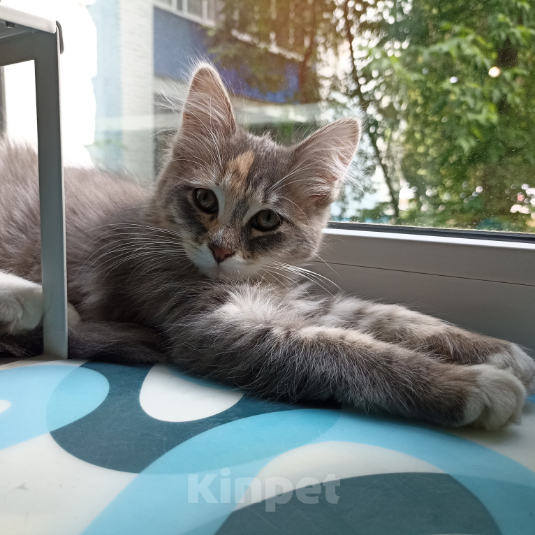 Кошки в Москве: Котенок в добрые руки Девочка, Бесплатно - фото 2