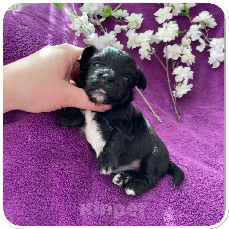 Собаки в Москве: Чёрный йорк мальчик бэби фейс Мальчик, 80 000 руб. - фото 4