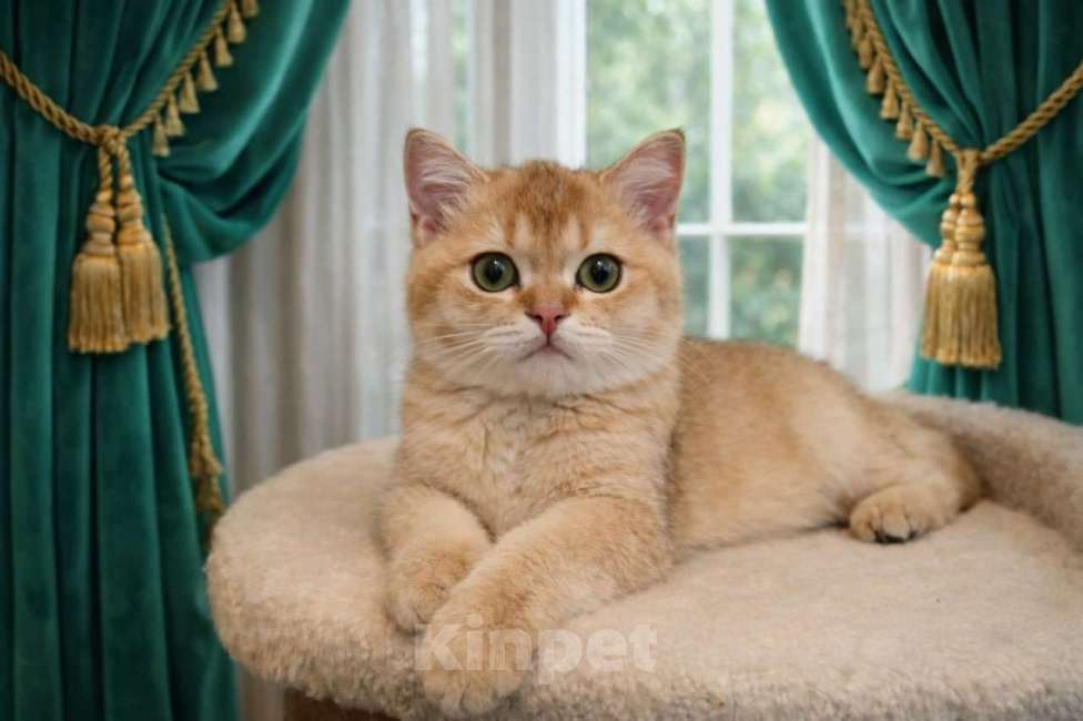 Кошки в Москве: Шотландские котята золотая шиншилла Мальчик, 35 000 руб. - фото 6