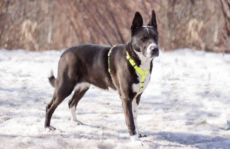 Собаки в Москве: Статная добрая Тайра в поисках заботливой семьи и своего дома Девочка, Бесплатно - фото 5