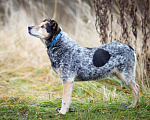 Собаки в Химках: Тино пес из приюта Мальчик, Бесплатно - фото 8