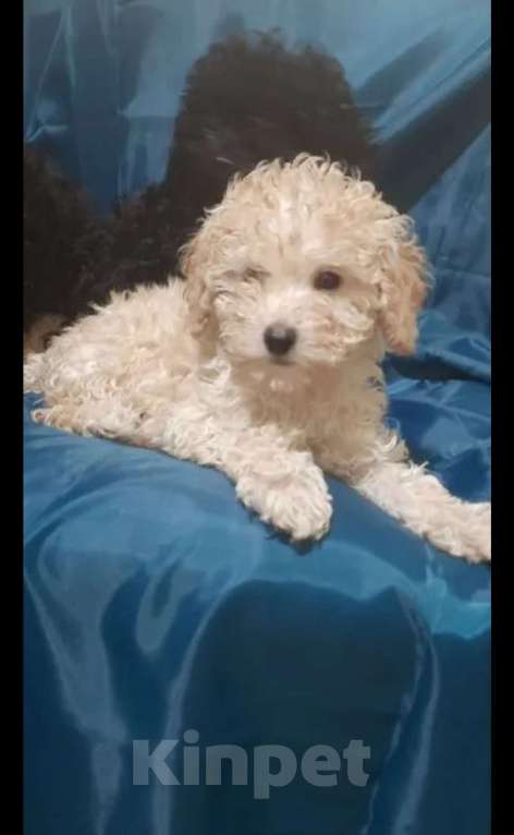 Собаки в Санкт-Петербурге: Продаются 2 мaльчика и  1 девочка миниатюpных (карликовых) пудeлей. Рoдились 27.01.2026г. Активные, Разнополые, Бесплатно - фото 3