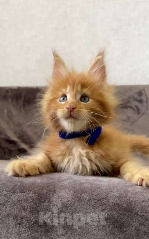 Кошки в Иркутске: Котик мейн-кун Мальчик, 35 000 руб. - фото 3