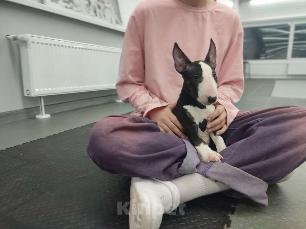 Собаки в Сургуте: Он готов подарить вам своё сердце!  Мальчик, 100 000 руб. - фото 2