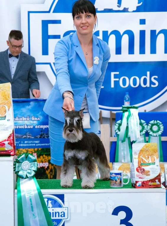 Собаки в Новосибирске: Щенки цвергшнауцера Девочка, 55 000 руб. - фото 10