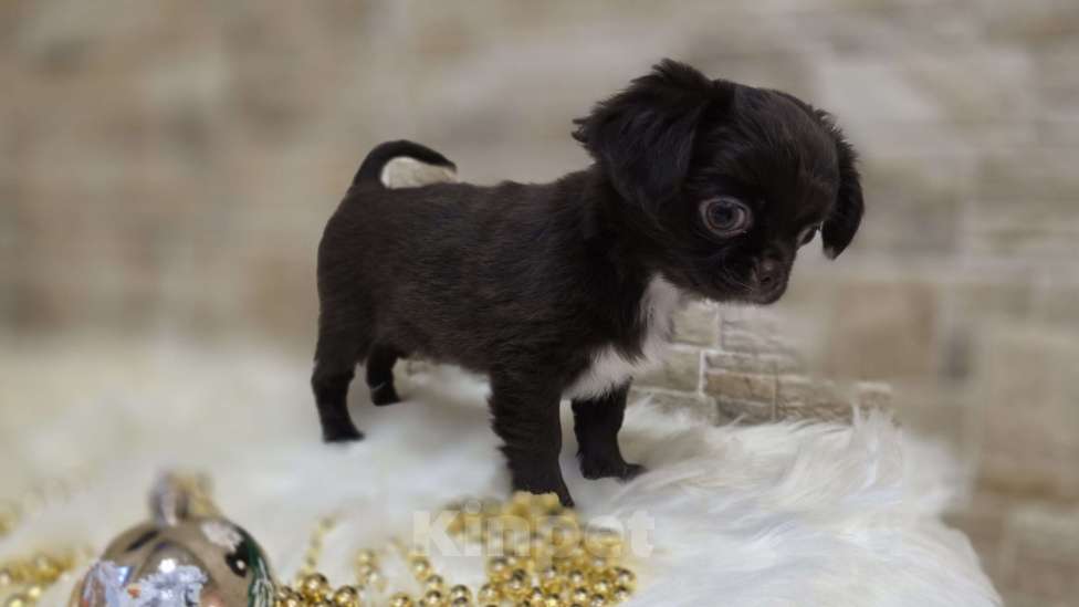 Собаки в Москве: Шоколадный мини мальчик Мальчик, Бесплатно - фото 3