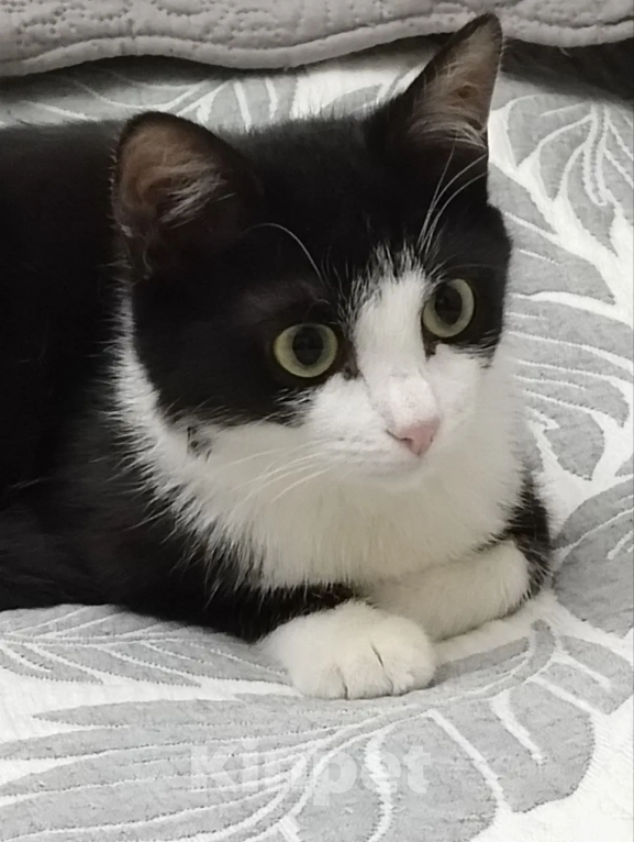 Кошки в Москве: Кошечка в добрые руки Девочка, Бесплатно - фото 1