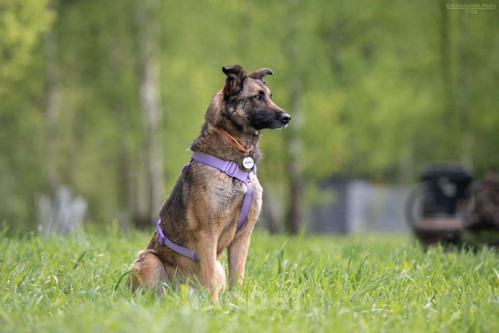 Собаки в Наро-Фоминске: Бирма - очень добрая и веселая собака Девочка, Бесплатно - фото 2