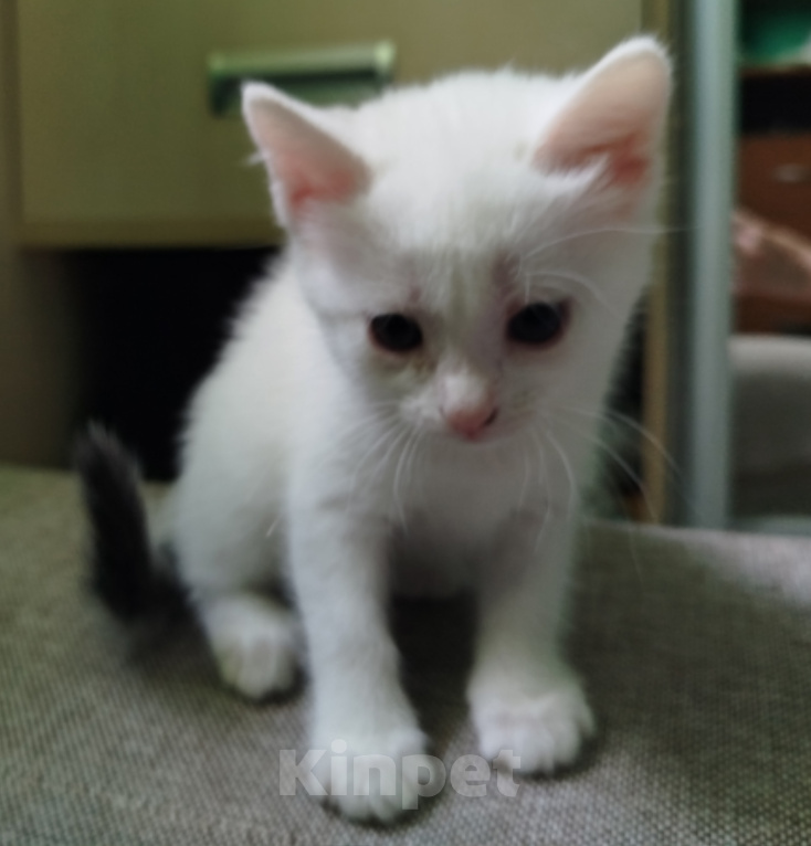 Кошки в Симферополе: Котята в добрые руки Разнополые, Бесплатно - фото 3