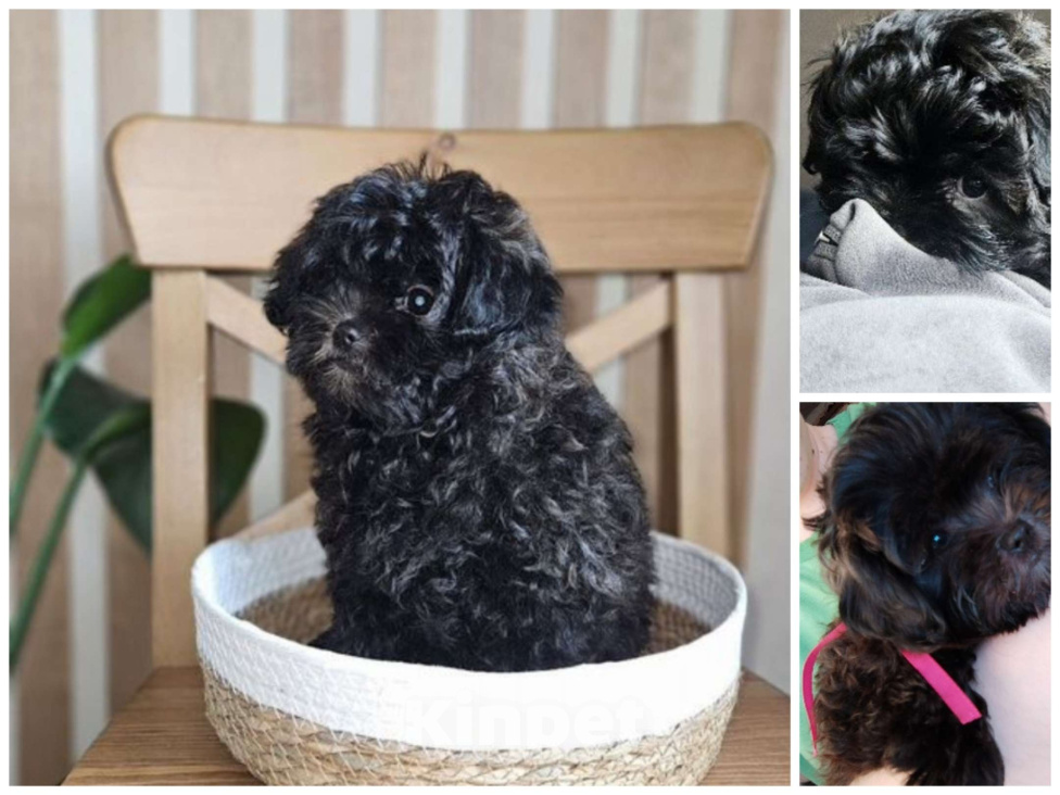 Собаки в Карасук: Продажа щенка мальтипу  Девочка, 50 000 руб. - фото 1