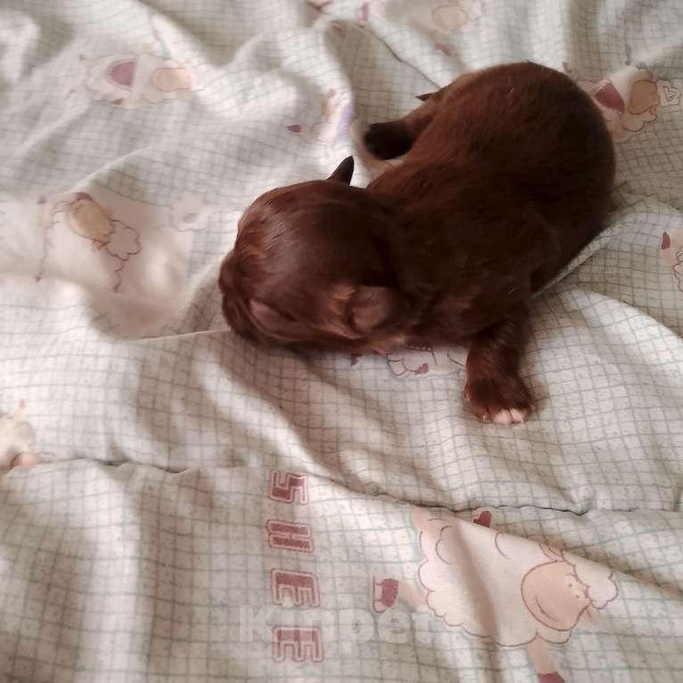 Собаки в Прокопьевске: Чихуахуа Девочка, 23 000 руб. - фото 1