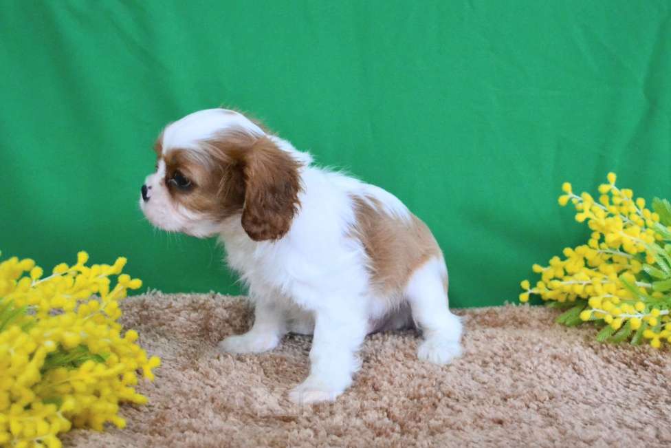 Собаки в Ореховом-Зуево: Джентльмен Мальчик, Бесплатно - фото 2