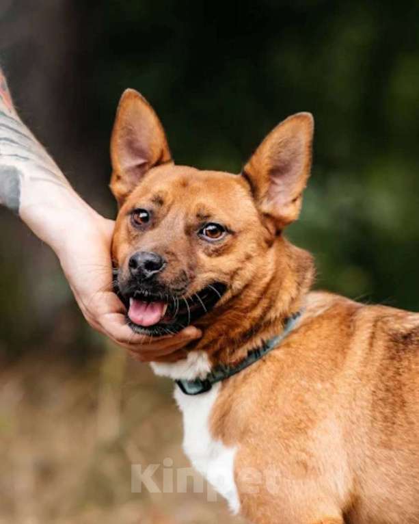 Собаки в других городах Московской области: Арчи солнышко ищет семью Мальчик, Бесплатно - фото 5