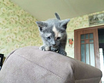 Кошки в Подольске: дом для котейки Девочка, Бесплатно - фото 5