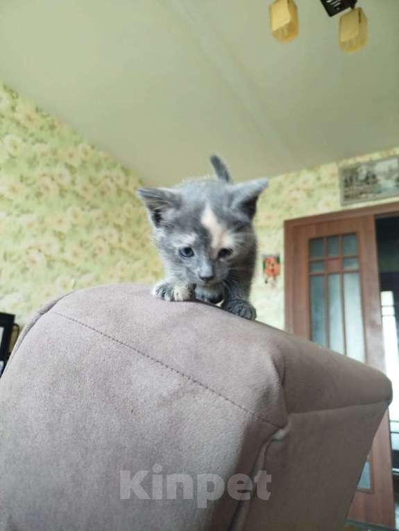 Кошки в Подольске: дом для котейки Девочка, Бесплатно - фото 5