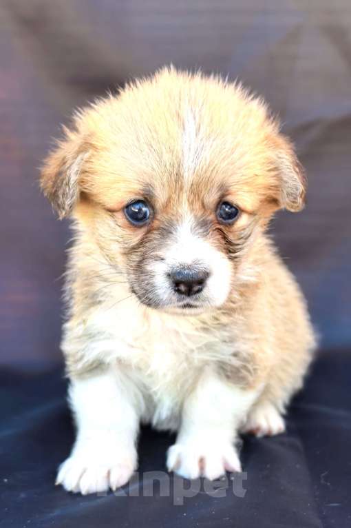 Собаки в Москве: Девочка вельш корги пемброк Девочка, 60 000 руб. - фото 6