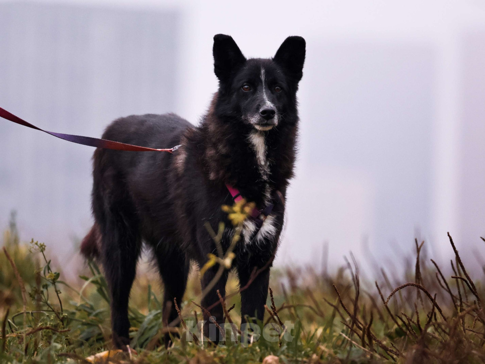 Собаки в Москве: Собака в добрые руки Девочка, Бесплатно - фото 5