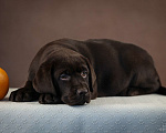 Собаки в Новокузнецке: Щенки лабрадора Девочка, 70 000 руб. - фото 3