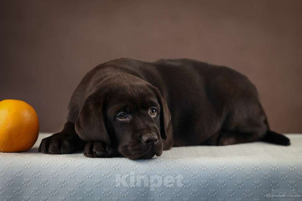 Собаки в Новокузнецке: Щенки лабрадора Девочка, 70 000 руб. - фото 3