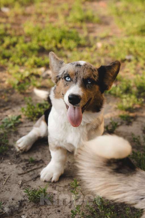 Собаки в Воскресенске: Щенки корги кардиган Мальчик, 45 000 руб. - фото 9