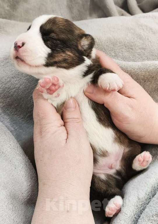 Собаки в других городах Красноярского края: Щенки вельш корги кардиган Мальчик, 60 000 руб. - фото 5