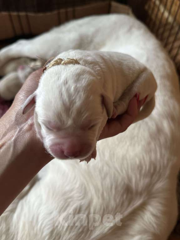 Собаки в Москве: Щенки лабрадора Мальчик, 120 000 руб. - фото 1